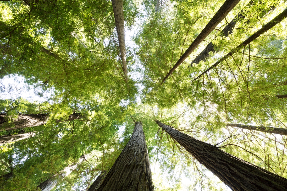 1000 деревьев. Massive Tree.