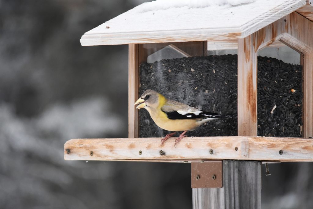 Специалисты Измайловского парка проведут онлайн-урок по кормлению птиц