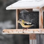 В ВАО предложили накормить зимующих птиц